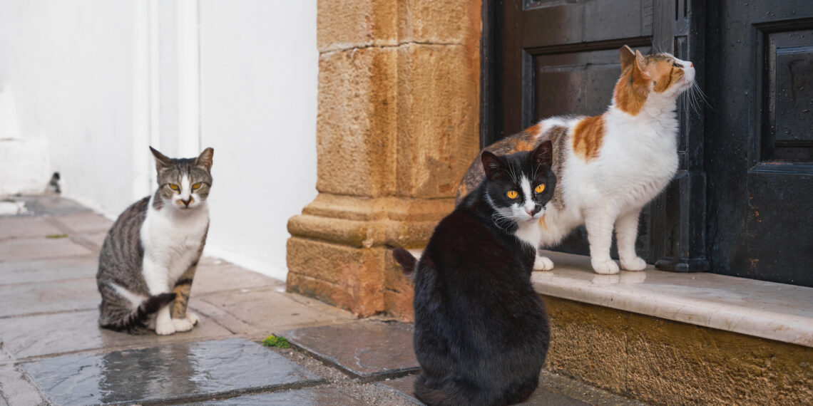 Primăria Timișoara a lansat achiziția pentru serviciile de sterilizare gratuită a animalelor de companie, pentru reducerea abandonului