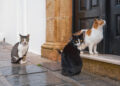 Primăria Timișoara a lansat achiziția pentru serviciile de sterilizare gratuită a animalelor de companie, pentru reducerea abandonului