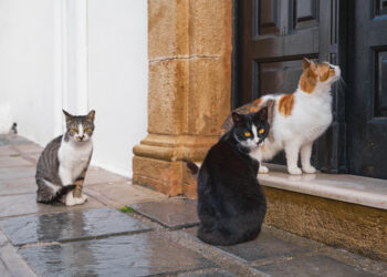 Primăria Timișoara a lansat achiziția pentru serviciile de sterilizare gratuită a animalelor de companie, pentru reducerea abandonului