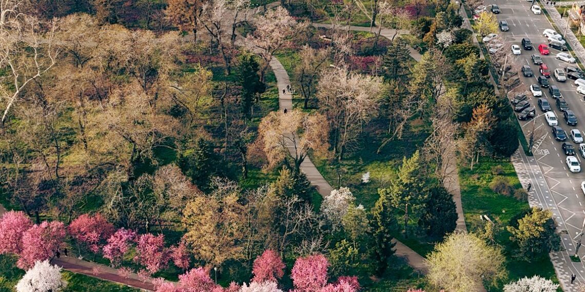 Timișoara înflorită, magnet pentru turiștii din țară și străinătate/Foto