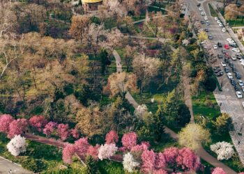 Timișoara înflorită, magnet pentru turiștii din țară și străinătate/Foto