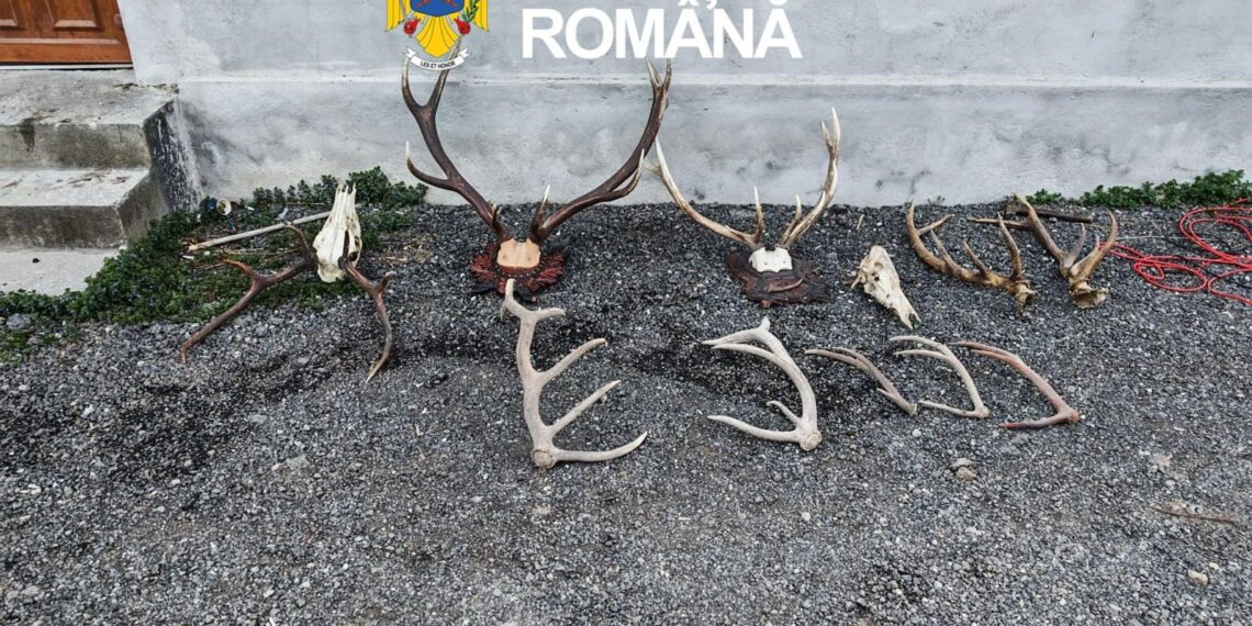 29 de percheziții în Arad: arme ilegale, muniție și sute de kilograme de carne de vânat, descoperite de polițiști