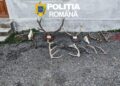 29 de percheziții în Arad: arme ilegale, muniție și sute de kilograme de carne de vânat, descoperite de polițiști