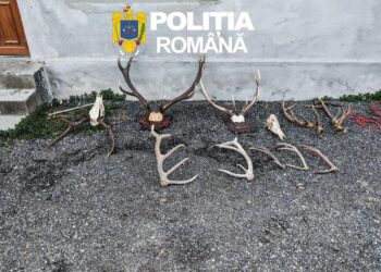 29 de percheziții în Arad: arme ilegale, muniție și sute de kilograme de carne de vânat, descoperite de polițiști