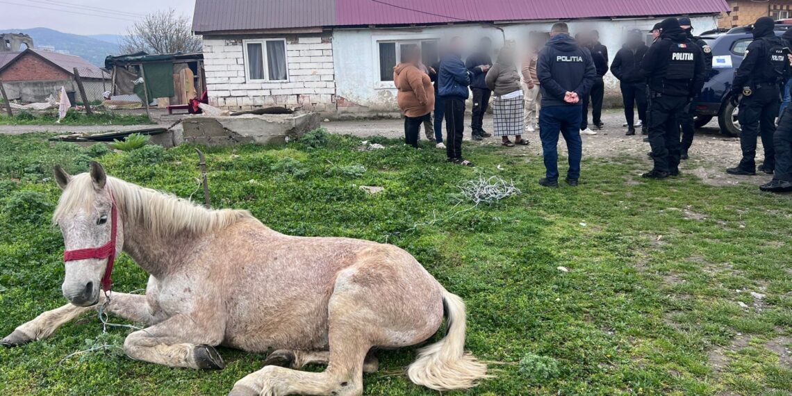 Animal salvat din condiții improprii la Moldova Nouă: amenzi de peste 13.000 de lei și intervenție a poliției