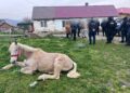 Animal salvat din condiții improprii la Moldova Nouă: amenzi de peste 13.000 de lei și intervenție a poliției