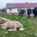 Animal salvat din condiții improprii la Moldova Nouă: amenzi de peste 13.000 de lei și intervenție a poliției