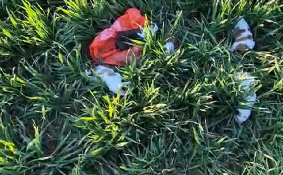 Amendă de 6.000 de lei pentru abandonul a cinci pui de câine, la Deta