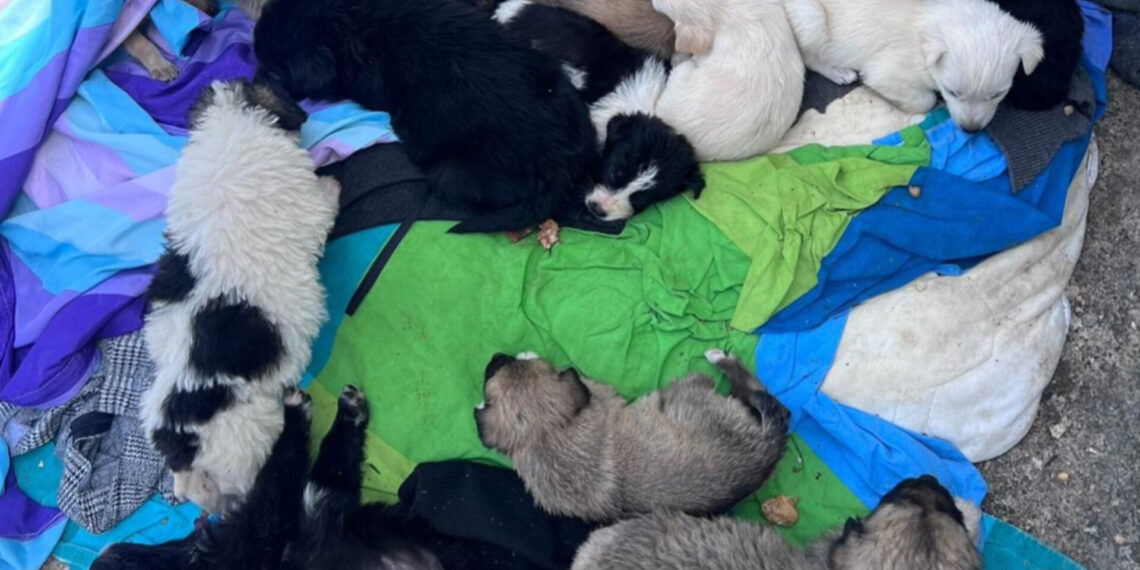 Zeci de pui de câine abandonați la Caransebeș: proprietarul, amendat și cercetat de polițiști/Foto