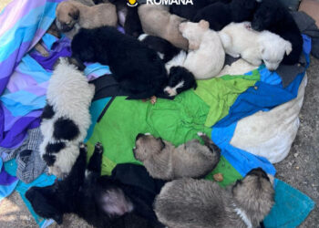 Zeci de pui de câine abandonați la Caransebeș: proprietarul, amendat și cercetat de polițiști/Foto