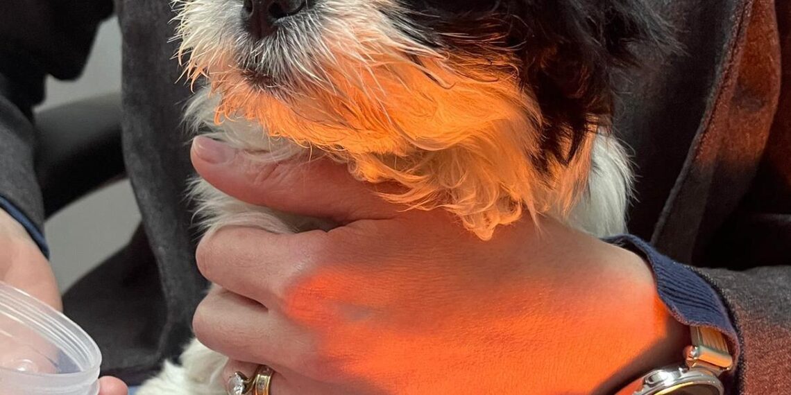 Cadou ilegal: bărbat reținut după ce a furat un cățel din fața unei locuințe/Video