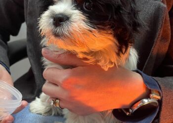 Cadou ilegal: bărbat reținut după ce a furat un cățel din fața unei locuințe/Video