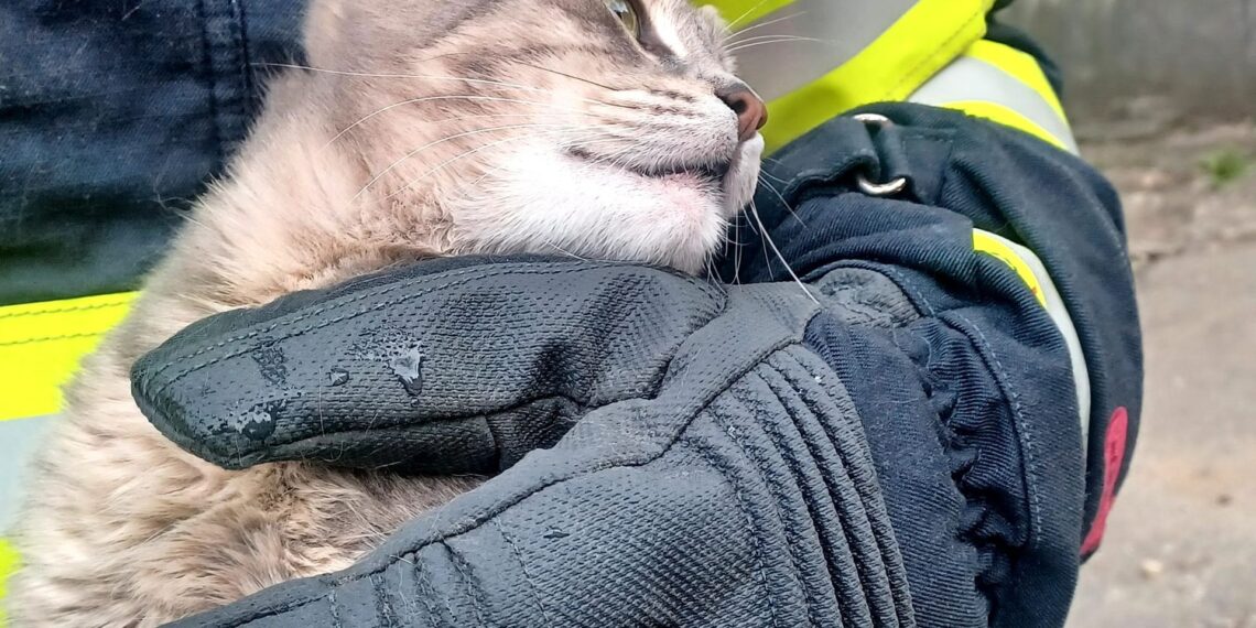 Aproape 300 de intervenții în mini-vacanța de Paște: pompierii timișeni, în alertă continuă