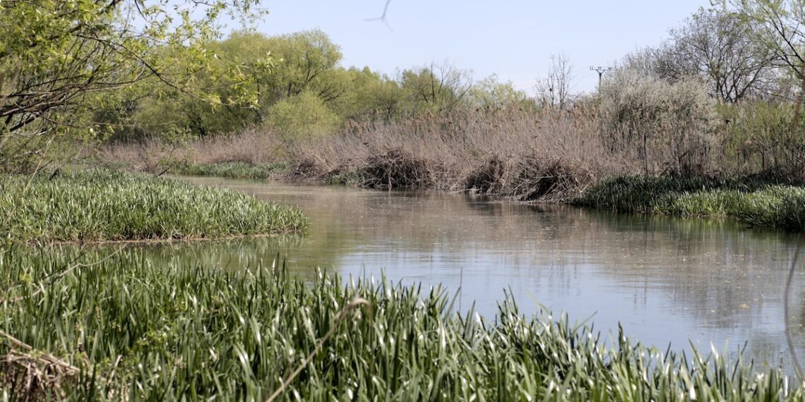 „Teren comun – peisaje pe Bega”: un proiect de artă și cercetare despre relația dintre oraș și natură