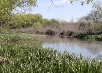 „Teren comun – peisaje pe Bega”: un proiect de artă și cercetare despre relația dintre oraș și natură