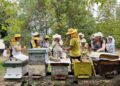 Timișoara devine un refugiu pentru polenizatori: GreenFeel lansează proiectul „Permacultură Vie”