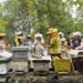Timișoara devine un refugiu pentru polenizatori: GreenFeel lansează proiectul „Permacultură Vie”