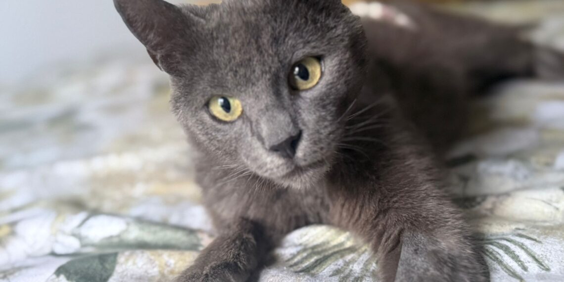 Timișorenii sunt invitați la cea de-a II-a ediție a Târgului de Adopții „Nu cumperi iubirea – o adopți!”