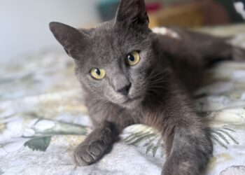 Timișorenii sunt invitați la cea de-a II-a ediție a Târgului de Adopții „Nu cumperi iubirea – o adopți!”