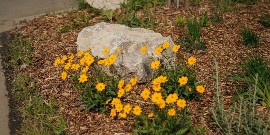 Fritz critică Garda de Mediu Timiș după un control privind amenajările peisagistice: „Să-mi spuneți dacă e incompetență sau comandă politică”/Foto