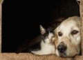 Primăria Timișoara demarează programul multianual de sterilizare gratuită a câinilor și pisicilor
