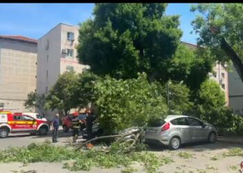 Intervenție a pompierilor la Timișoara: copac prăbușit peste trei mașini parcate