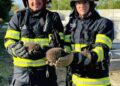 Eroi și pentru necuvântătoare: Pompierii timișeni au salvat peste 100 de animale și păsări în primele luni ale anului