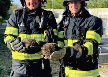 Eroi și pentru necuvântătoare: Pompierii timișeni au salvat peste 100 de animale și păsări în primele luni ale anului