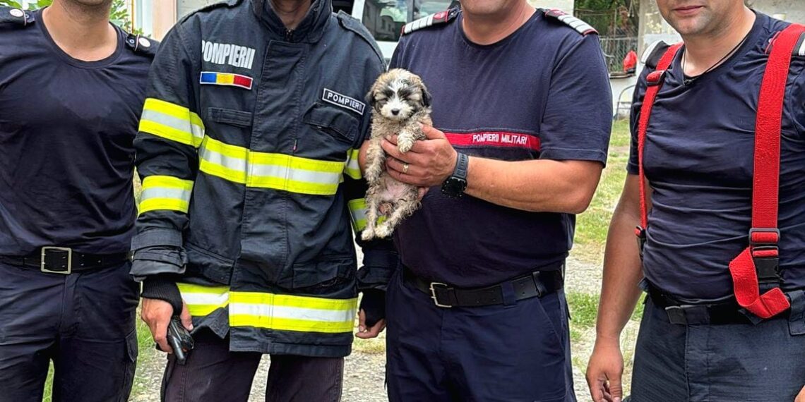 Misiune contra cronometru pentru salvarea cățelușei Raia. Pompierii timișoreni au săpat pentru a-i reda libertatea/Video