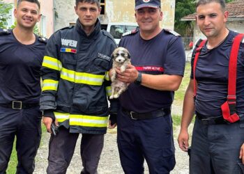 Misiune contra cronometru pentru salvarea cățelușei Raia. Pompierii timișoreni au săpat pentru a-i reda libertatea/Video