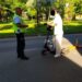 188 de amenzi aplicate bicicliștilor și utilizatorilor de trotinete electrice în Timișoara