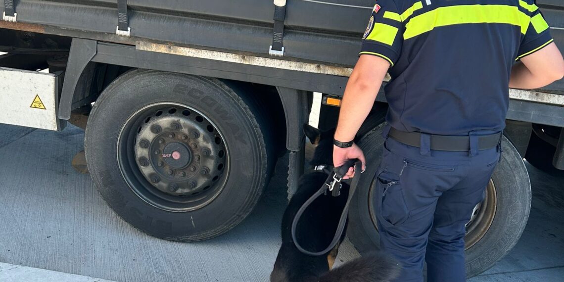 Amenzi de peste 77.000 de lei în urma unei razii în Timiș. Polițiștii au vizat migrația ilegală și contrabanda cu tutun