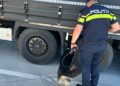 Amenzi de peste 77.000 de lei în urma unei razii în Timiș. Polițiștii au vizat migrația ilegală și contrabanda cu tutun