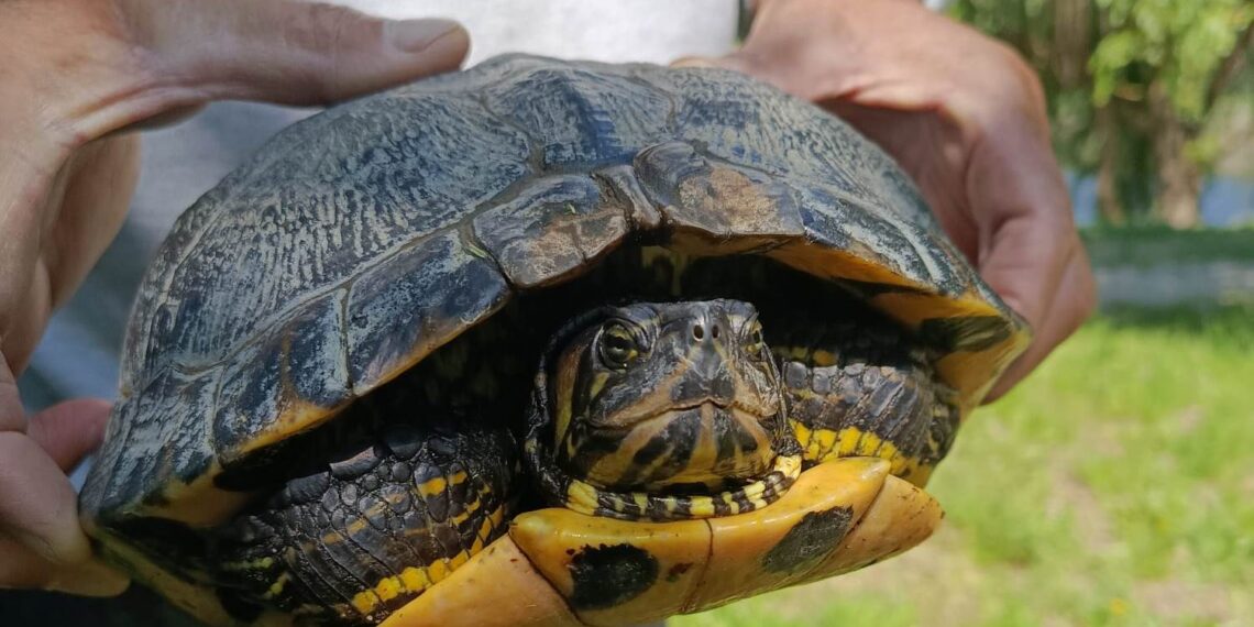 Apel al Administrației Parcului Natural Lunca Mureșului: Nu abandonați animale în aria protejată! Amenzile ajung la 50.000 de lei