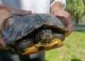 Apel al Administrației Parcului Natural Lunca Mureșului: Nu abandonați animale în aria protejată! Amenzile ajung la 50.000 de lei