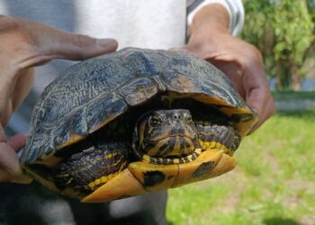 Apel al Administrației Parcului Natural Lunca Mureșului: Nu abandonați animale în aria protejată! Amenzile ajung la 50.000 de lei