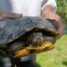Apel al Administrației Parcului Natural Lunca Mureșului: Nu abandonați animale în aria protejată! Amenzile ajung la 50.000 de lei