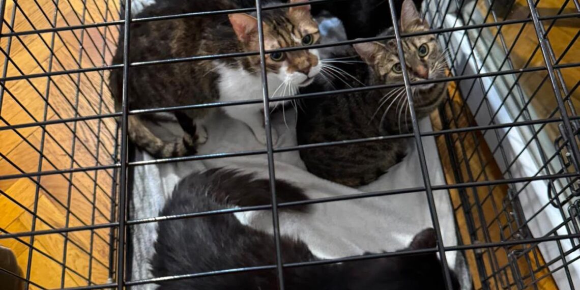 18 pisici salvate dintr-un apartament din Timișoara. Animalele erau ținute în condiții improprii și fără hrană