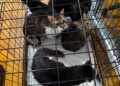 18 pisici salvate dintr-un apartament din Timișoara. Animalele erau ținute în condiții improprii și fără hrană