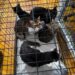 18 pisici salvate dintr-un apartament din Timișoara. Animalele erau ținute în condiții improprii și fără hrană