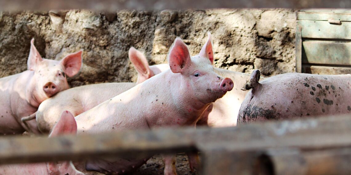 Vești bune pentru crescătorii de porci din Timiș. Au fost ridicate restricțiile după stingerea a două focare de pestă porcină africană