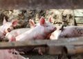 Vești bune pentru crescătorii de porci din Timiș. Au fost ridicate restricțiile după stingerea a două focare de pestă porcină africană