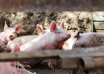 Vești bune pentru crescătorii de porci din Timiș. Au fost ridicate restricțiile după stingerea a două focare de pestă porcină africană