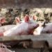 Vești bune pentru crescătorii de porci din Timiș. Au fost ridicate restricțiile după stingerea a două focare de pestă porcină africană