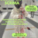 Cursuri gratuite de scrimă pentru copiii din Timișoara toată luna septembrie