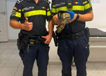 Polițiștii din Arad au salvat un șorecar rănit: „Respect pentru viață, indiferent de specie”