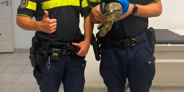 Polițiștii din Arad au salvat un șorecar rănit: „Respect pentru viață, indiferent de specie”