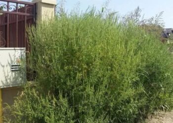 Semnal de alarmă: alergia la ambrozie poate apărea chiar și la copii cu vârsta mai mică de un an
