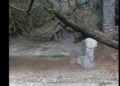 Furtună violentă la Bocșa: vântul a doborât copaci, a smuls cabluri și a avariat acoperișuri