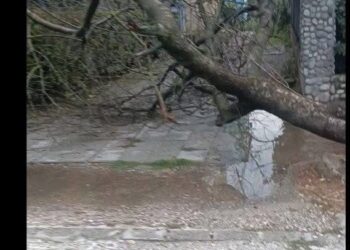 Furtună violentă la Bocșa: vântul a doborât copaci, a smuls cabluri și a avariat acoperișuri